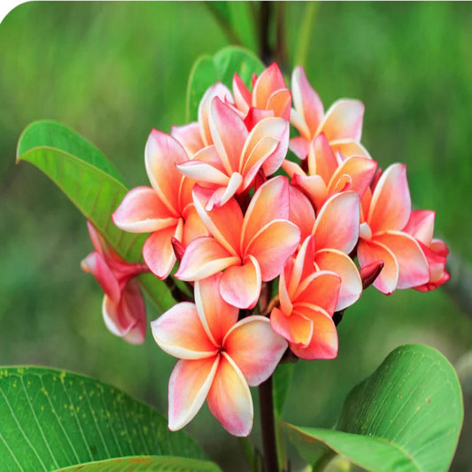Frangipani Blüte in pink/orange