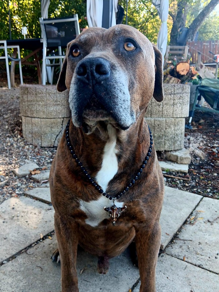 Hund mit handgefertigter Halskette